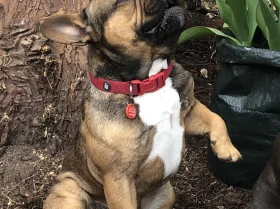 French Bulldog