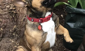 French Bulldog