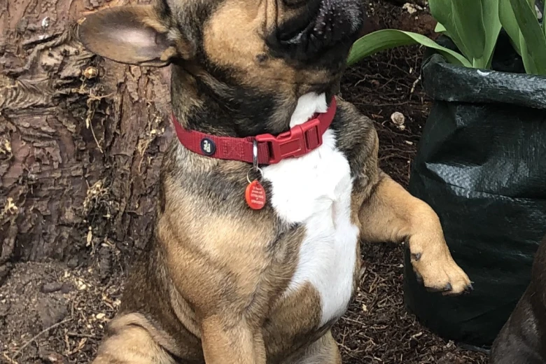 French Bulldog