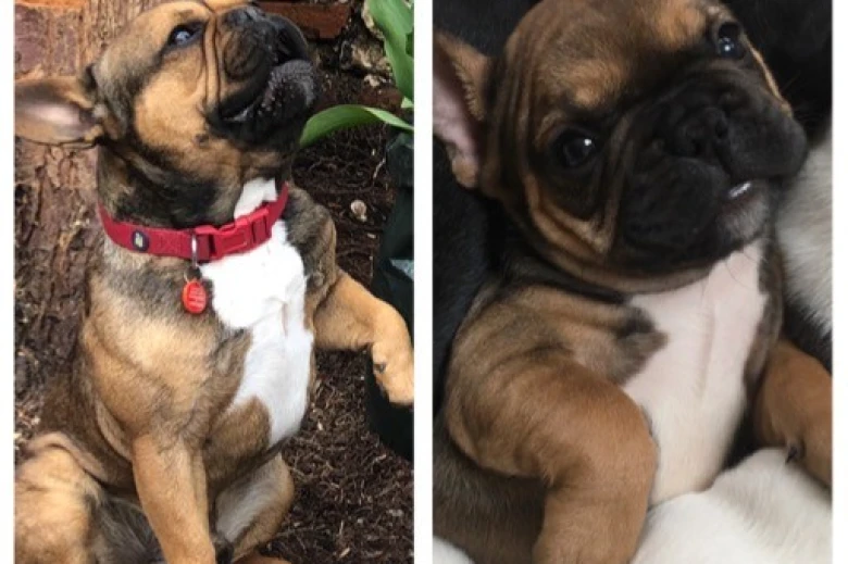 French Bulldog