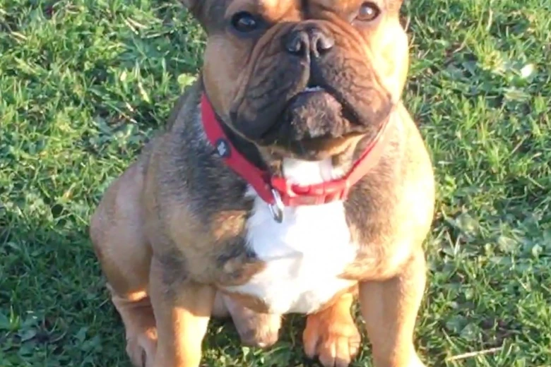 French Bulldog