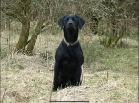 Labrador Retriever
