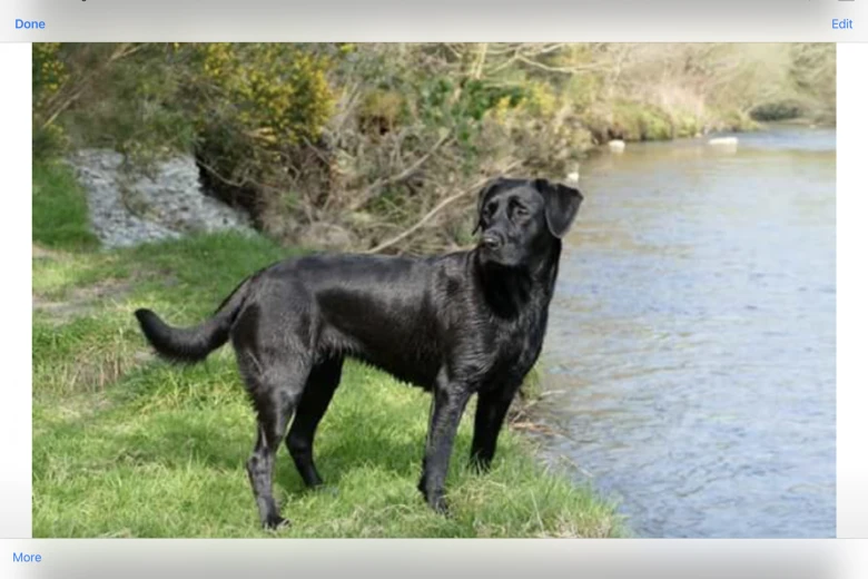 Labrador Retriever