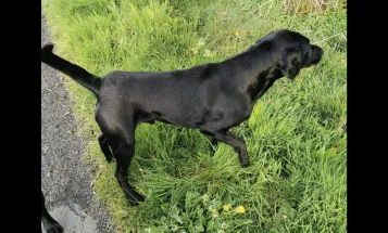 Labrador Retriever