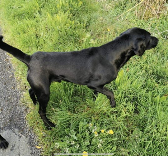 Labrador Retriever