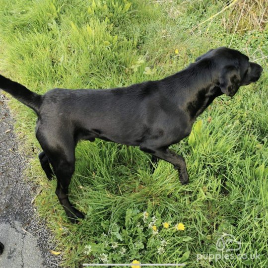 Labrador Retriever