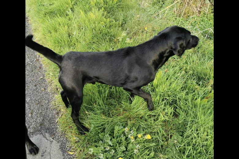 Labrador Retriever