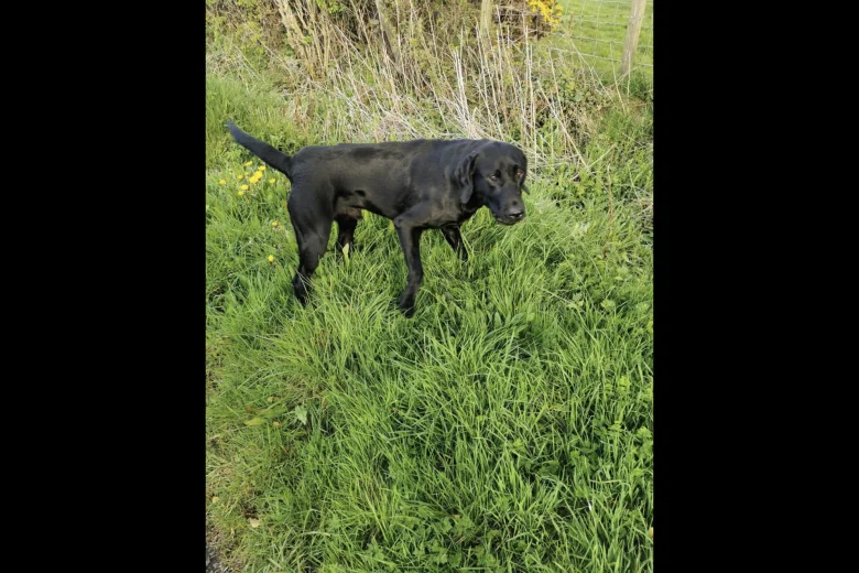 Labrador Retriever