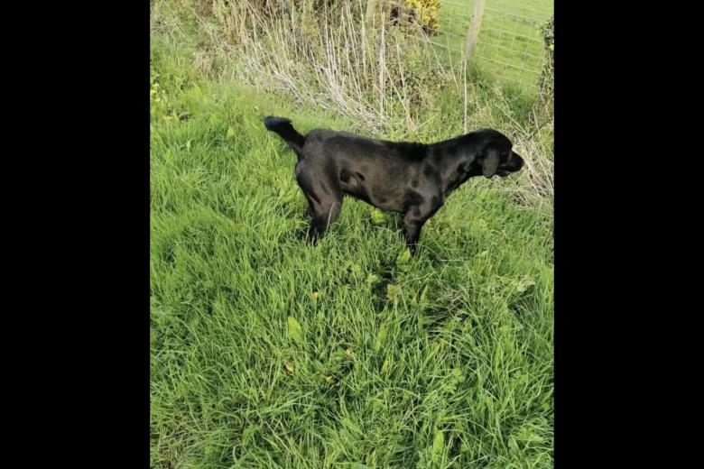 Labrador Retriever