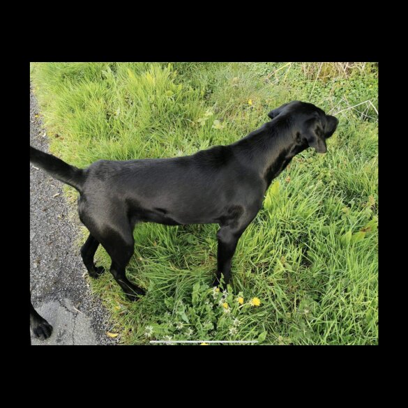 Labrador Retriever