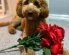 Miniature Poodle