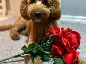Miniature Poodle