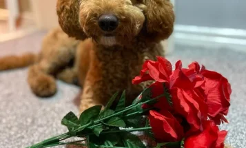 Miniature Poodle