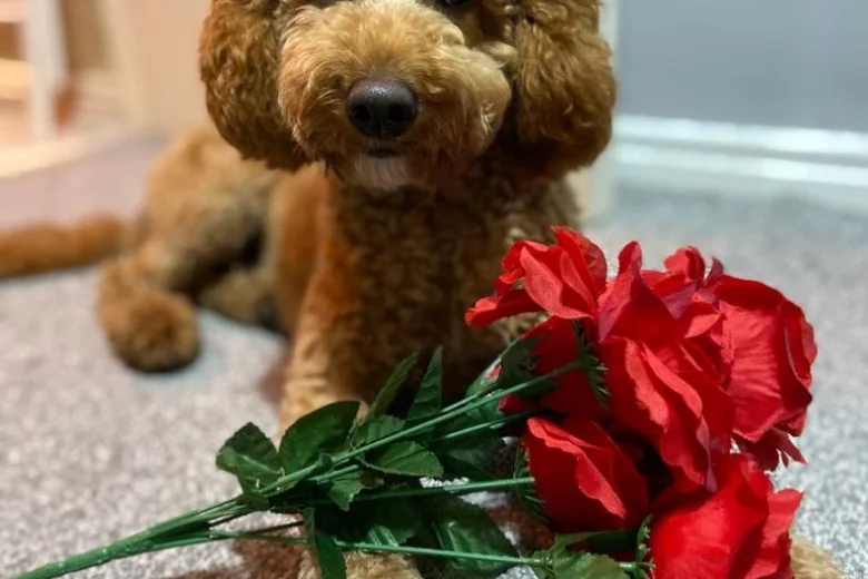 Miniature Poodle