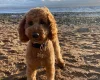 Miniature Poodle