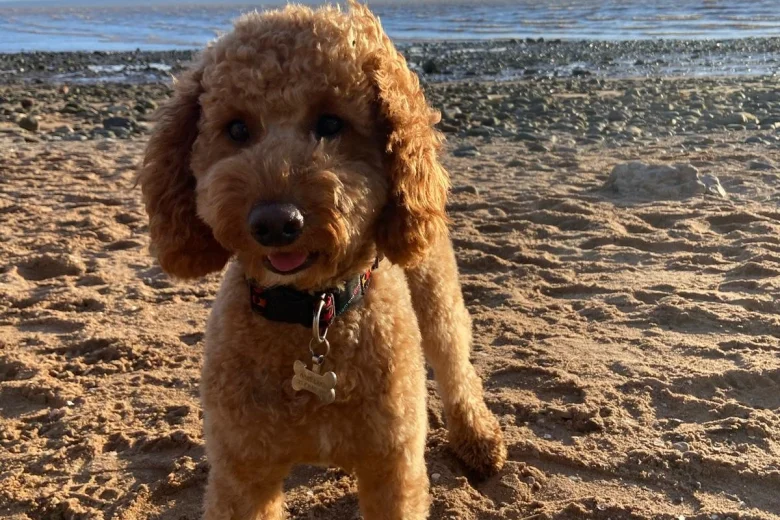 Miniature Poodle