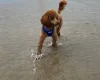 Miniature Poodle