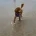 Miniature Poodle