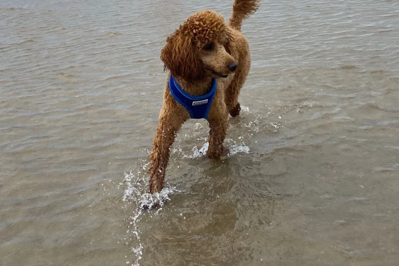 Miniature Poodle