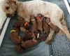 Miniature Poodle