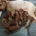 Miniature Poodle