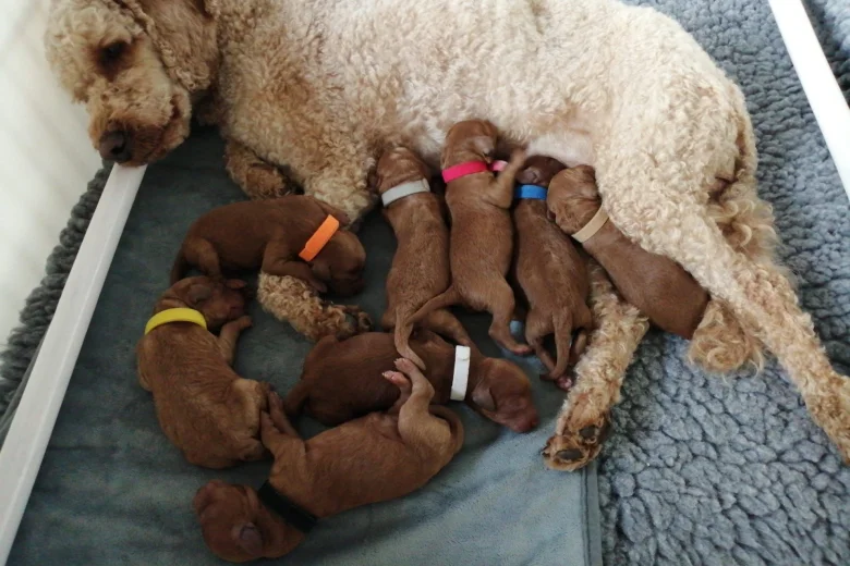 Miniature Poodle