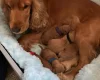 Miniature Poodle