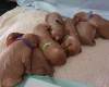 Miniature Poodle