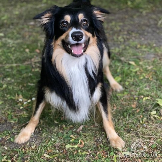 Border Collie