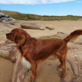 Cavalier King Charles Spaniel