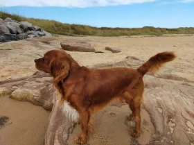 Cavalier King Charles Spaniel