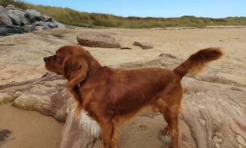 Cavalier King Charles Spaniel