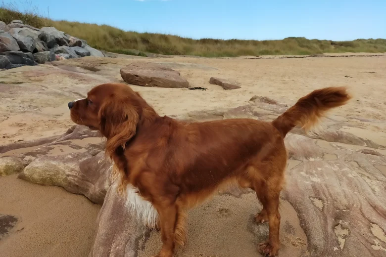 Cavalier King Charles Spaniel