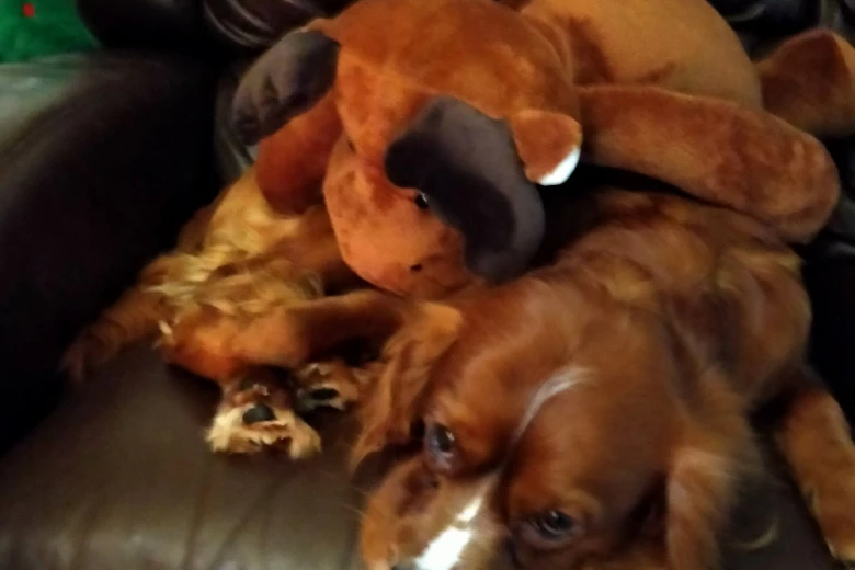 Cavalier King Charles Spaniel