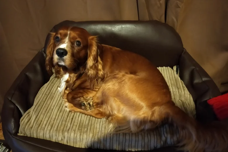 Cavalier King Charles Spaniel