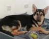 German Shepherd (Alsatian)