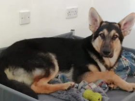 German Shepherd (Alsatian)