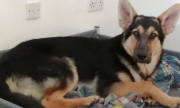 German Shepherd (Alsatian)