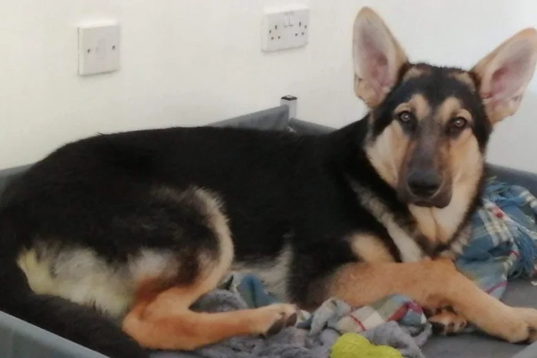 German Shepherd (Alsatian)