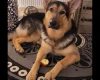 German Shepherd (Alsatian)