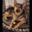 German Shepherd (Alsatian)