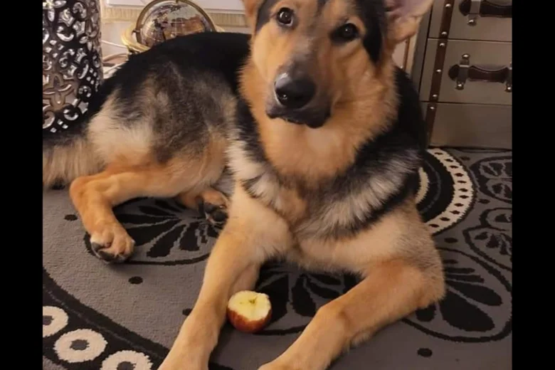 German Shepherd (Alsatian)
