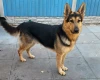 German Shepherd (Alsatian)