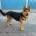 German Shepherd (Alsatian)