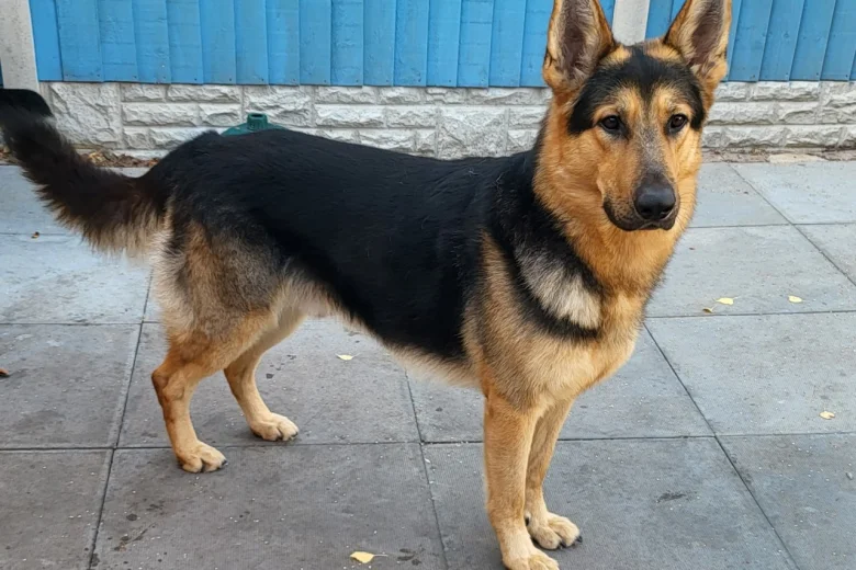 German Shepherd (Alsatian)