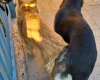 German Shepherd (Alsatian)