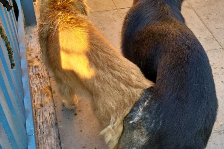 German Shepherd (Alsatian)