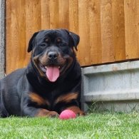 Rottweiler