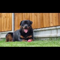 Rottweiler