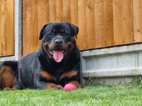 Rottweiler